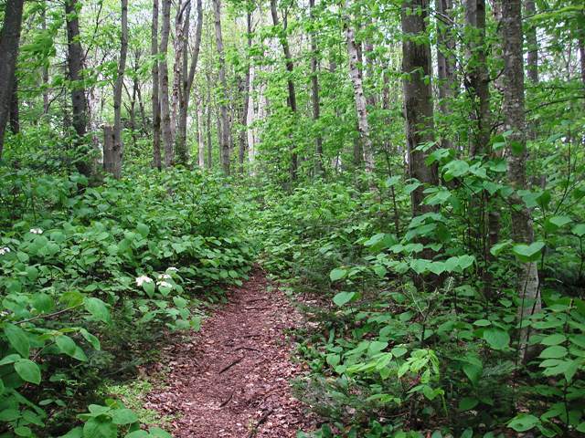 Grout Pond trail